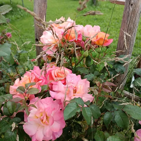 ホームステイ Michls Hoamat Dreibettzimmer