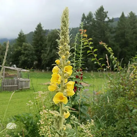 Michls Hoamat Dreibettzimmer * سولدن